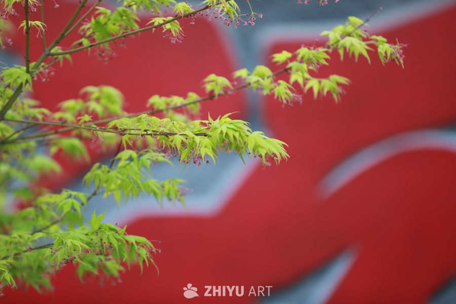 春日的枫叶