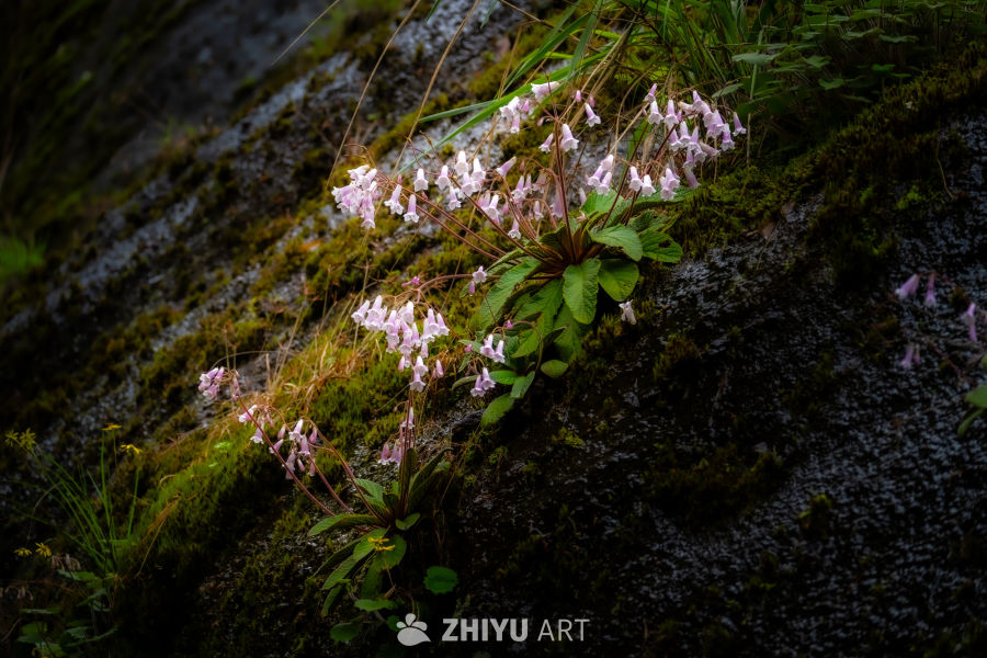 林中花