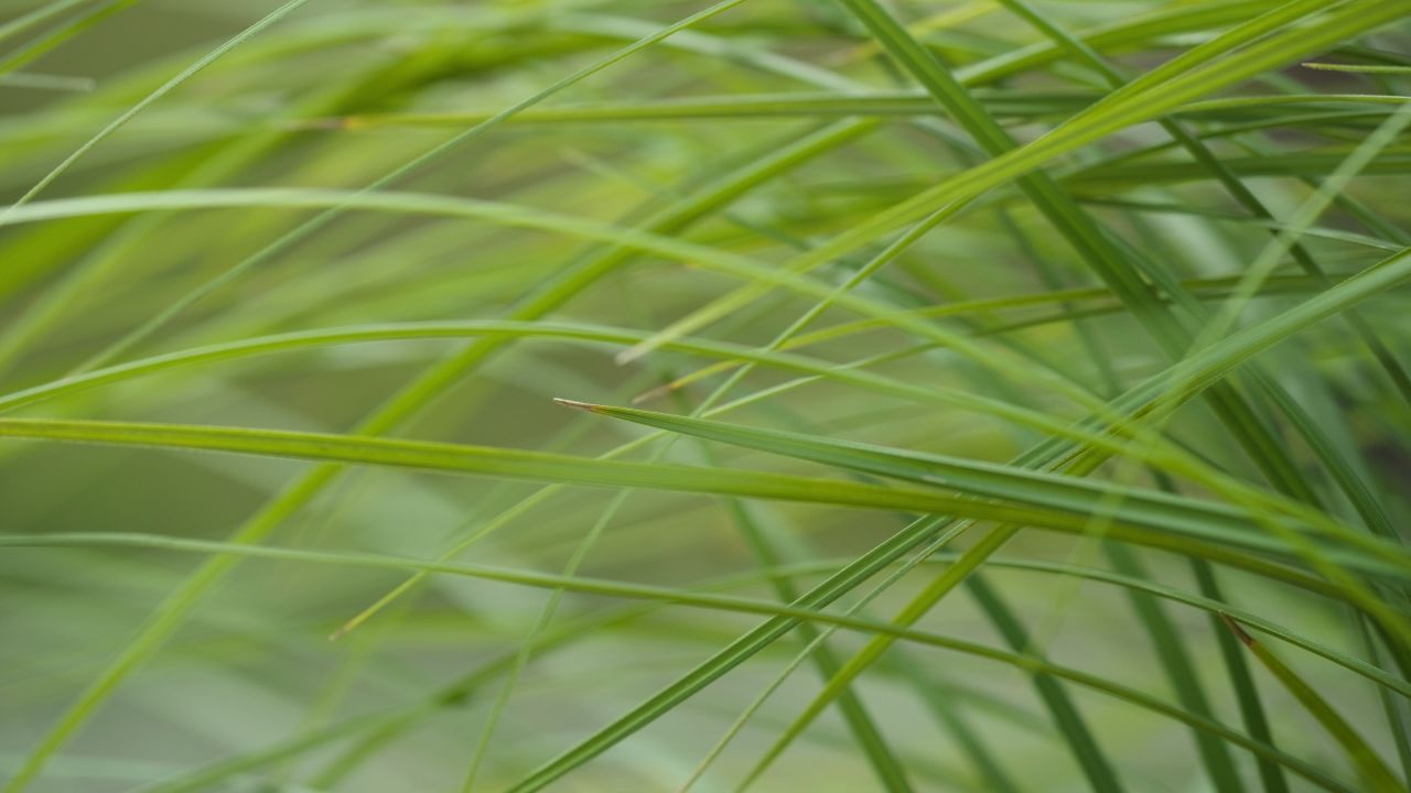 森林树木树叶植物 20