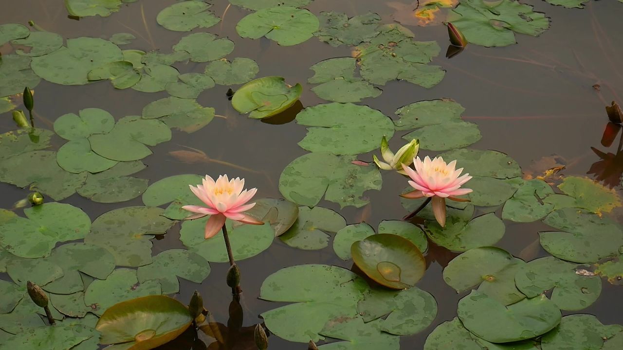 盛开的两朵睡莲
