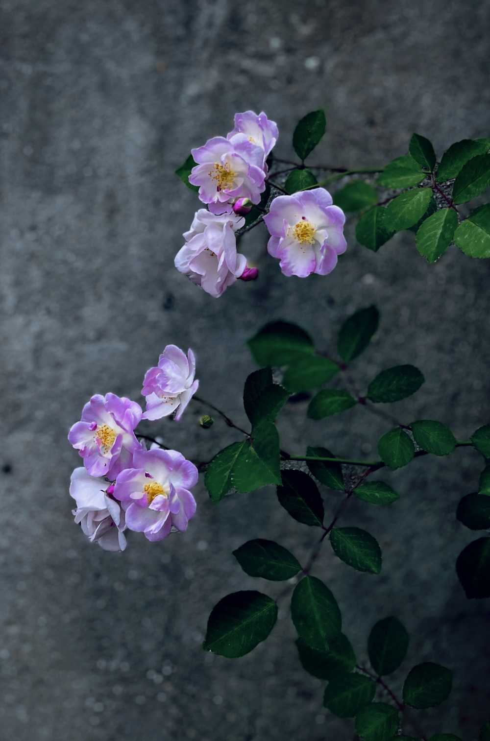 人间四月蔷薇开