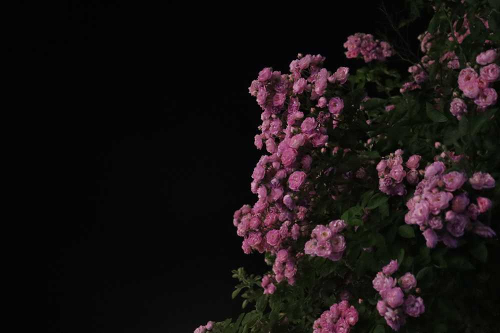 夜色蔷薇