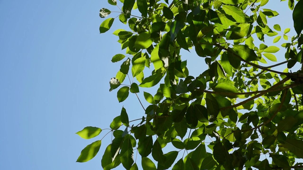 夏天午后阳光树叶 1