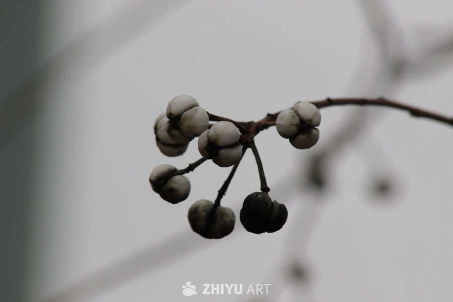 冬日枯枝上的白色果实
