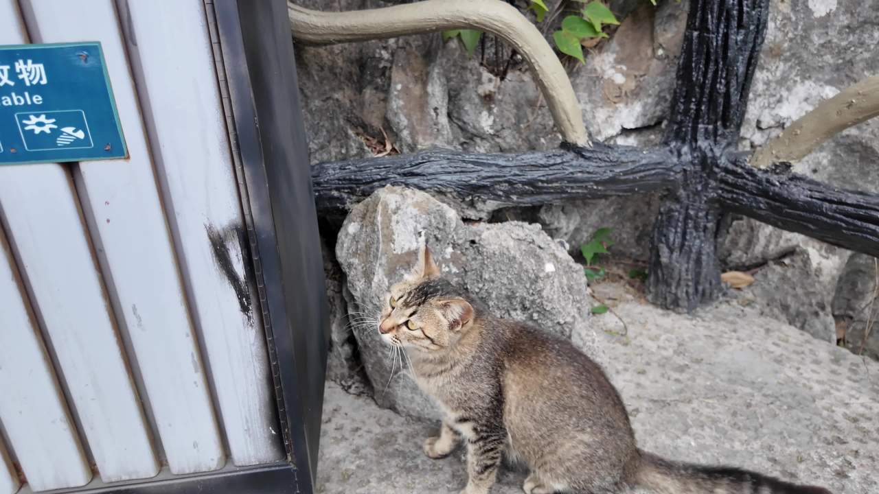 猫咪 1