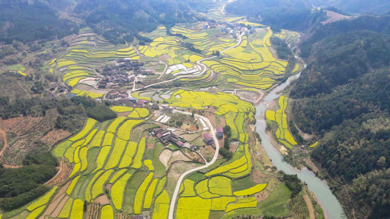  美丽乡村田园油菜花农业种植航拍