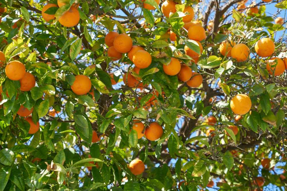 橙色水果食品健康
