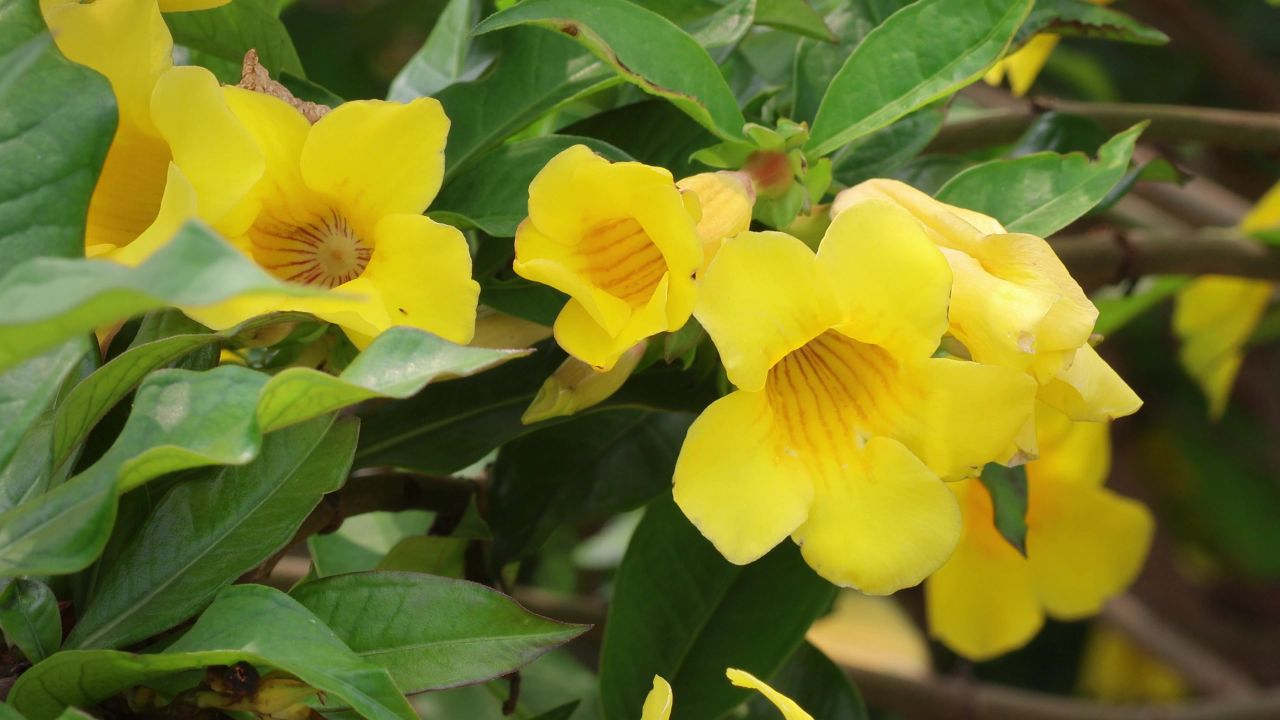 4K黄蝉花枝