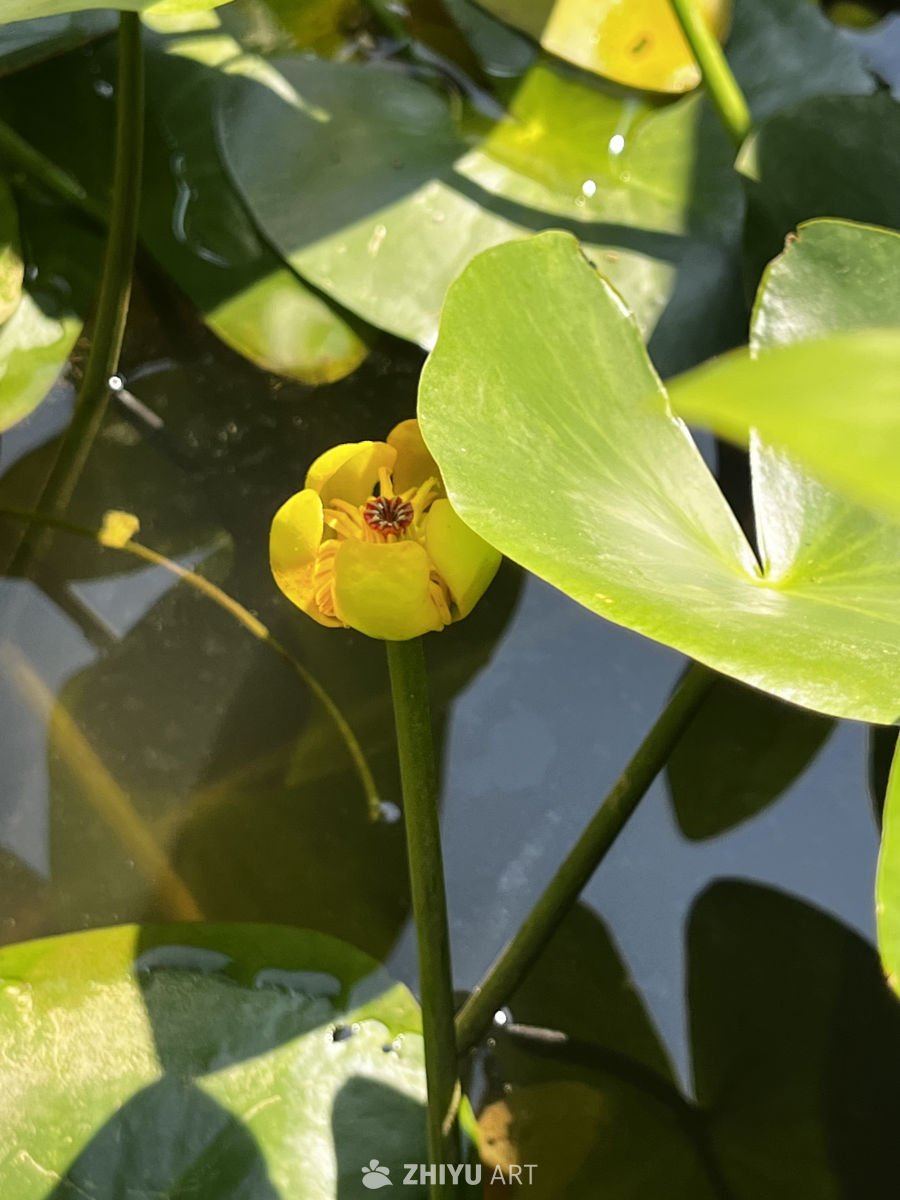 水中盛开的黄花
