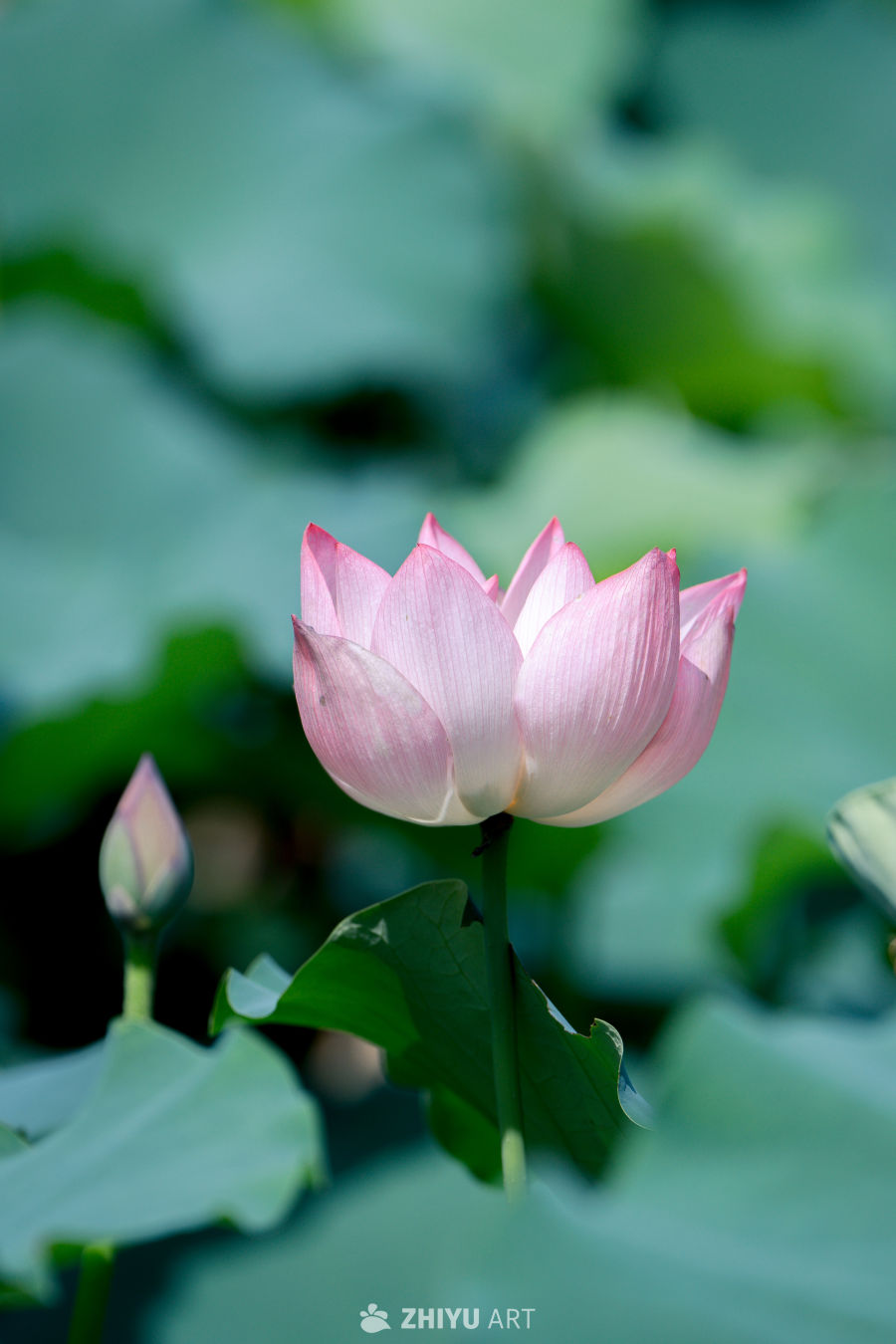 荷花 2