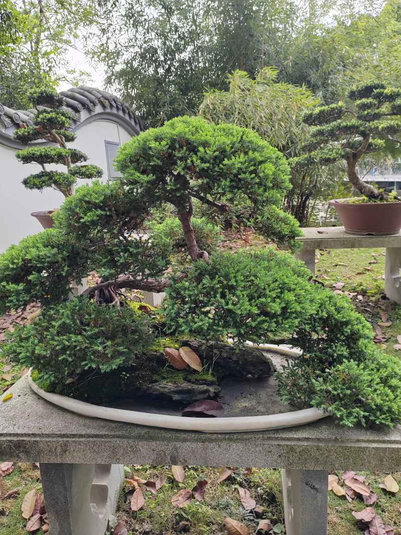 盆景