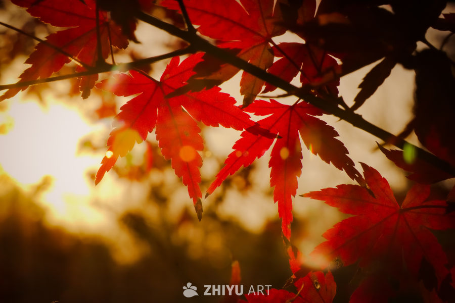逆光红枫叶