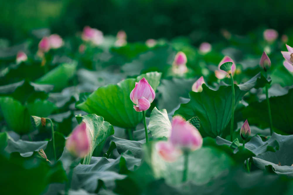 荷花
