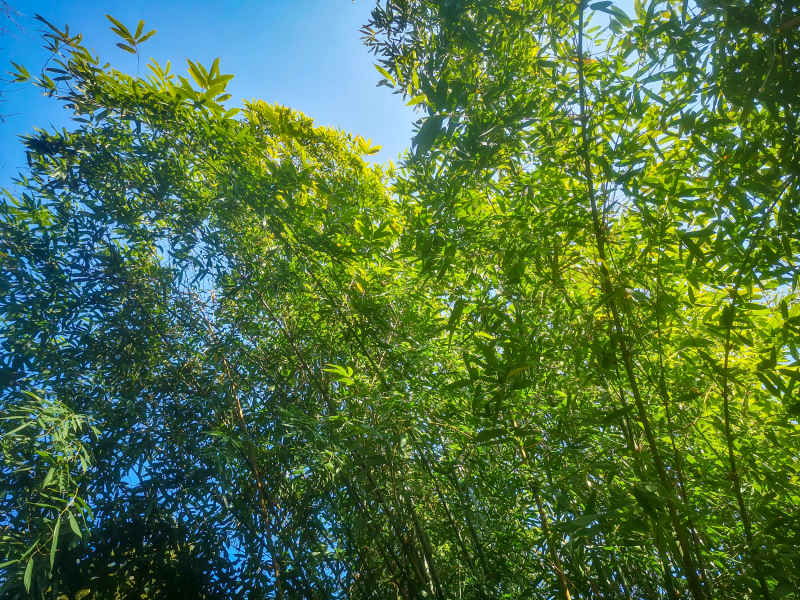 竹林竹叶植物摄影图 