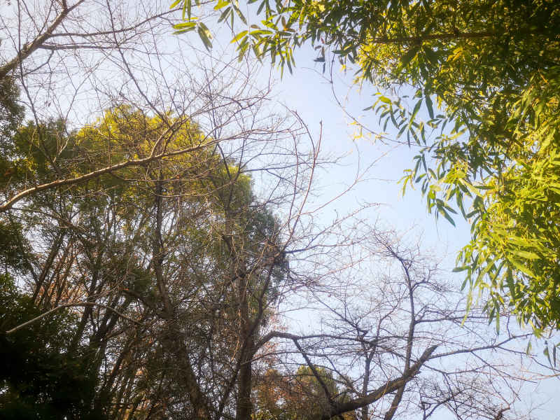 竹林竹叶植物摄影图 