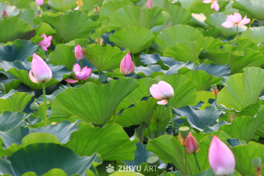 盛夏荷花 137