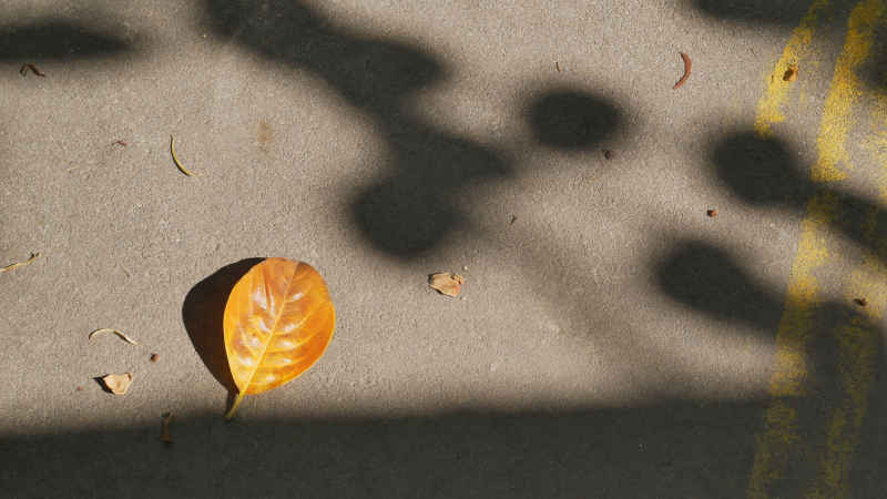 阳光地面落叶