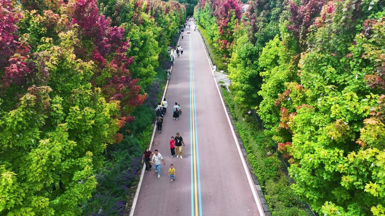 4k航拍秋天的枫树大道  秋天红叶大道