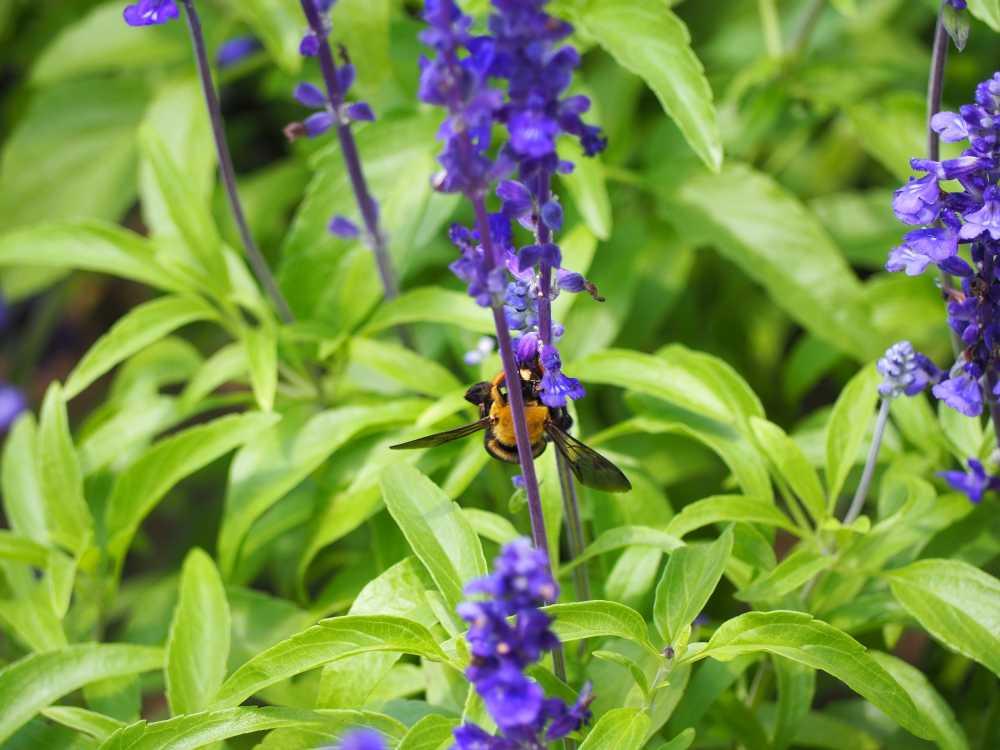 蜜蜂