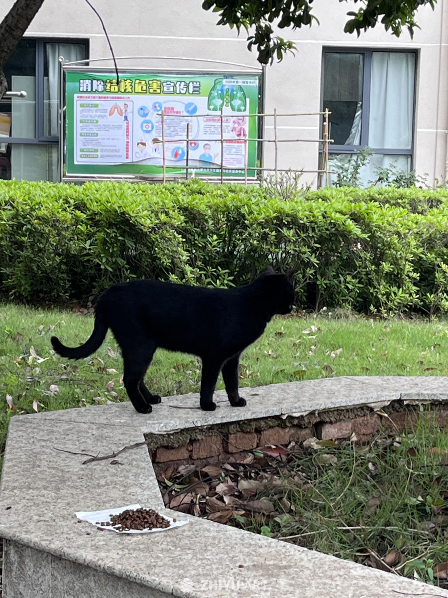 黑猫在草地上散步