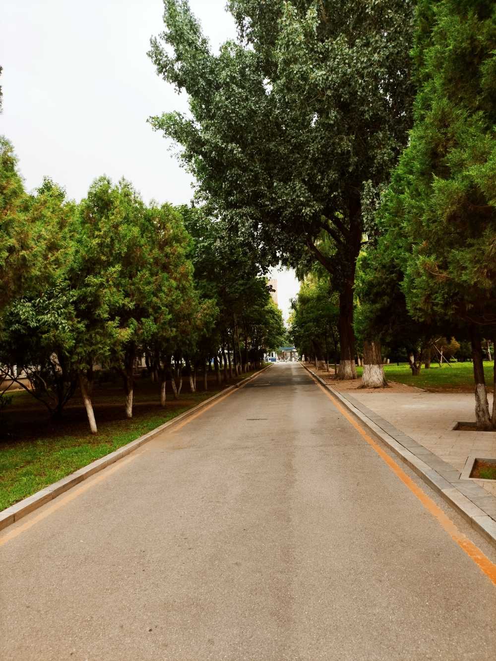 东北大学风景