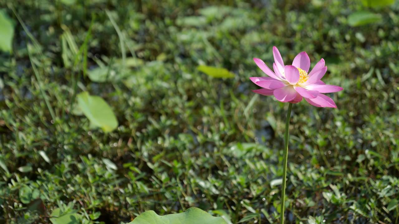 荷花（二） 39