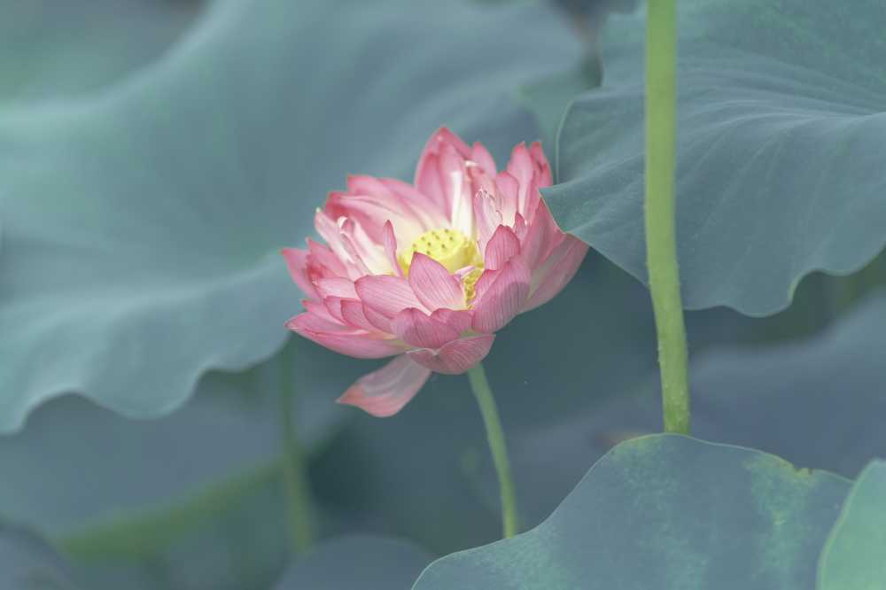 初春夏季绽放粉红荷花苞横屏