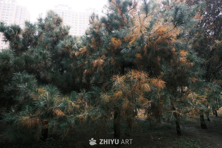 【实拍样片】富士X-S20相机实拍照片原片 10