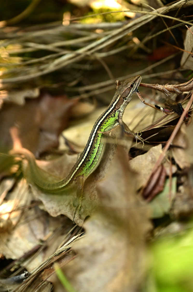 野外枯树叶上的蜥蜴正在捕食螳螂