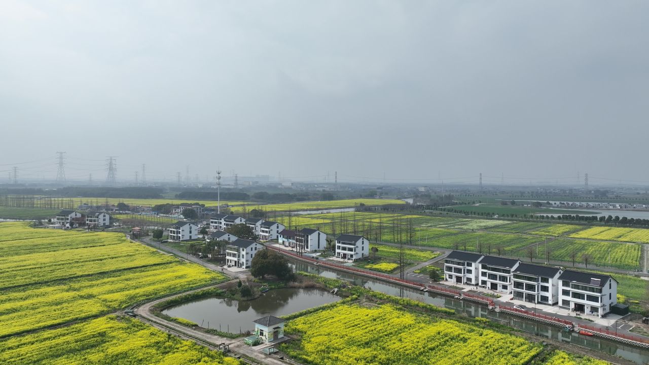 油菜花季 6
