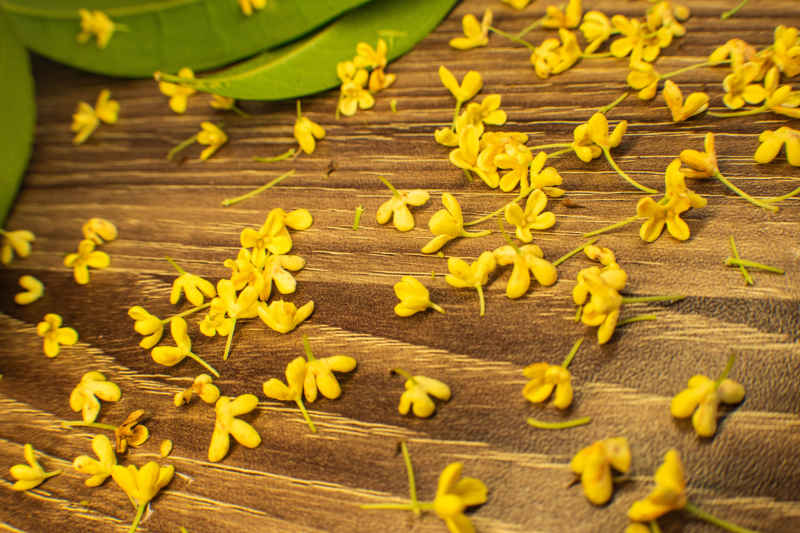 四川绵阳桂花、金桂特写 25