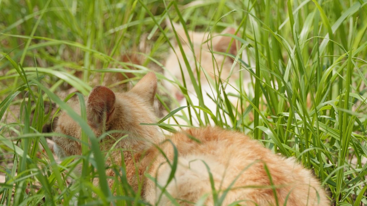 春天公园里可爱的猫咪流浪猫 13