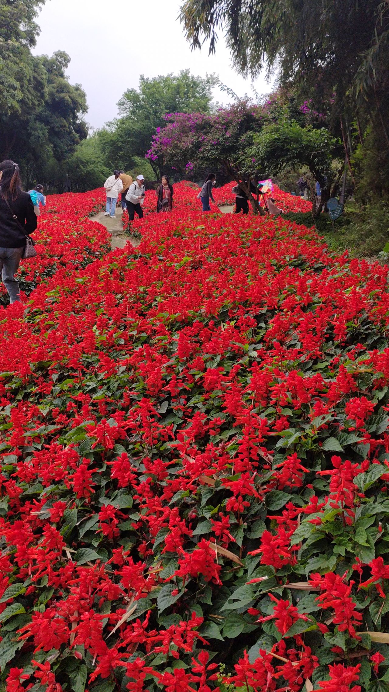 格桑花