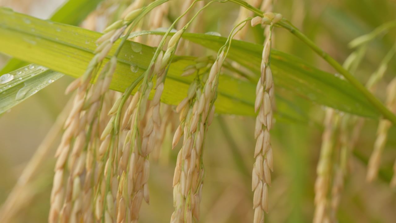 乡村田野水稻粮食庄稼 4