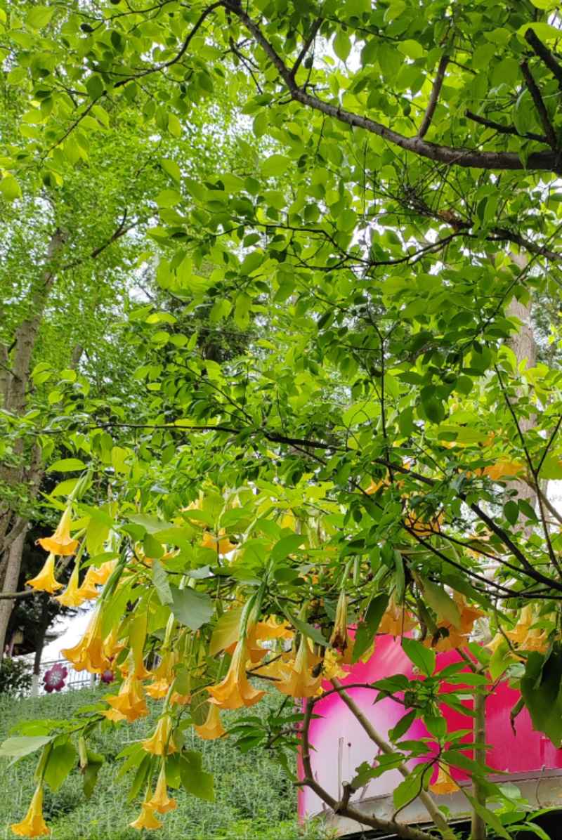曼陀罗