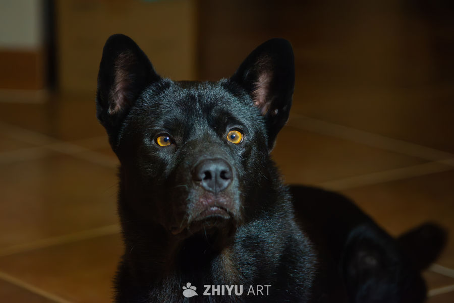 黑狗专注凝视