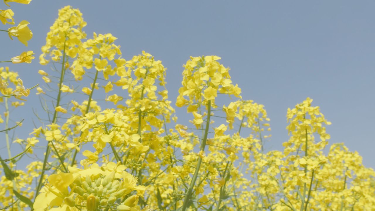 春天农村油菜花海蜜蜂采蜜 50