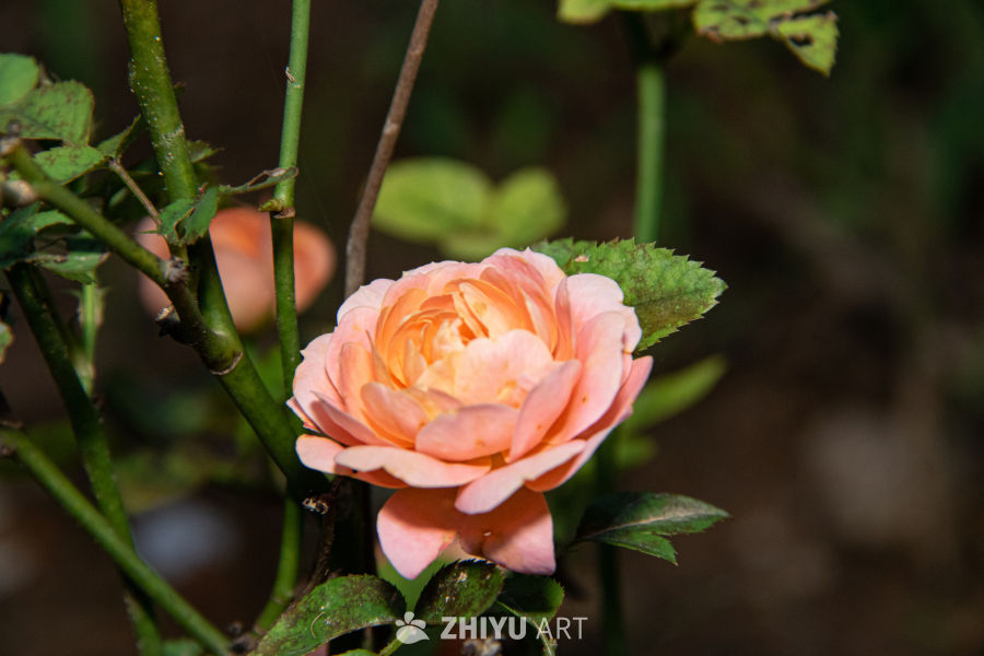 中药材与药材花 6
