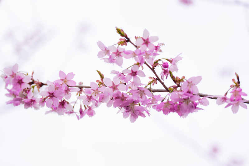 樱花季 7