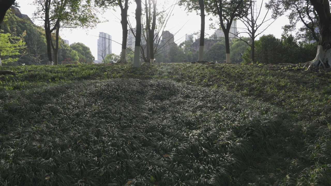 都市中的绿洲