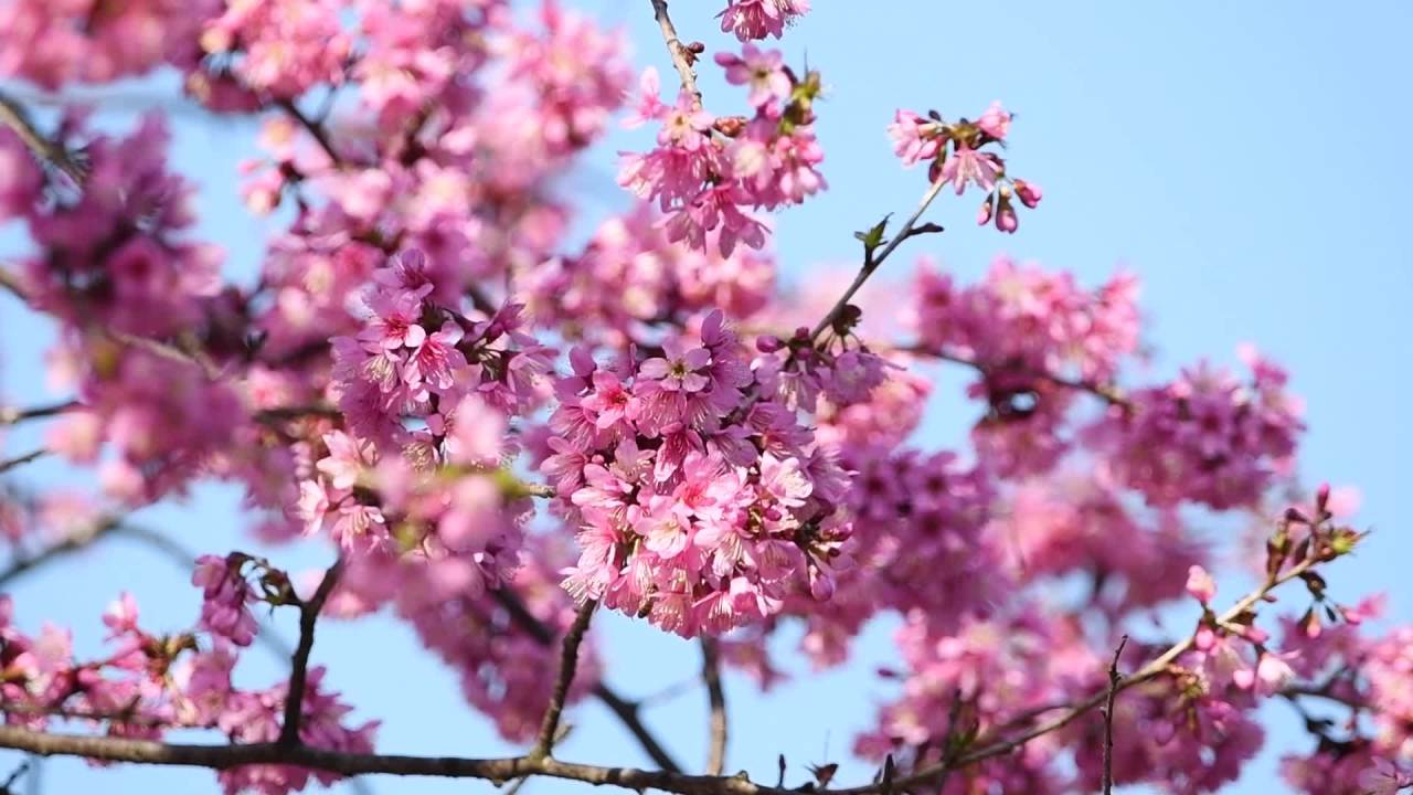樱花特写  樱花树上的鸟儿