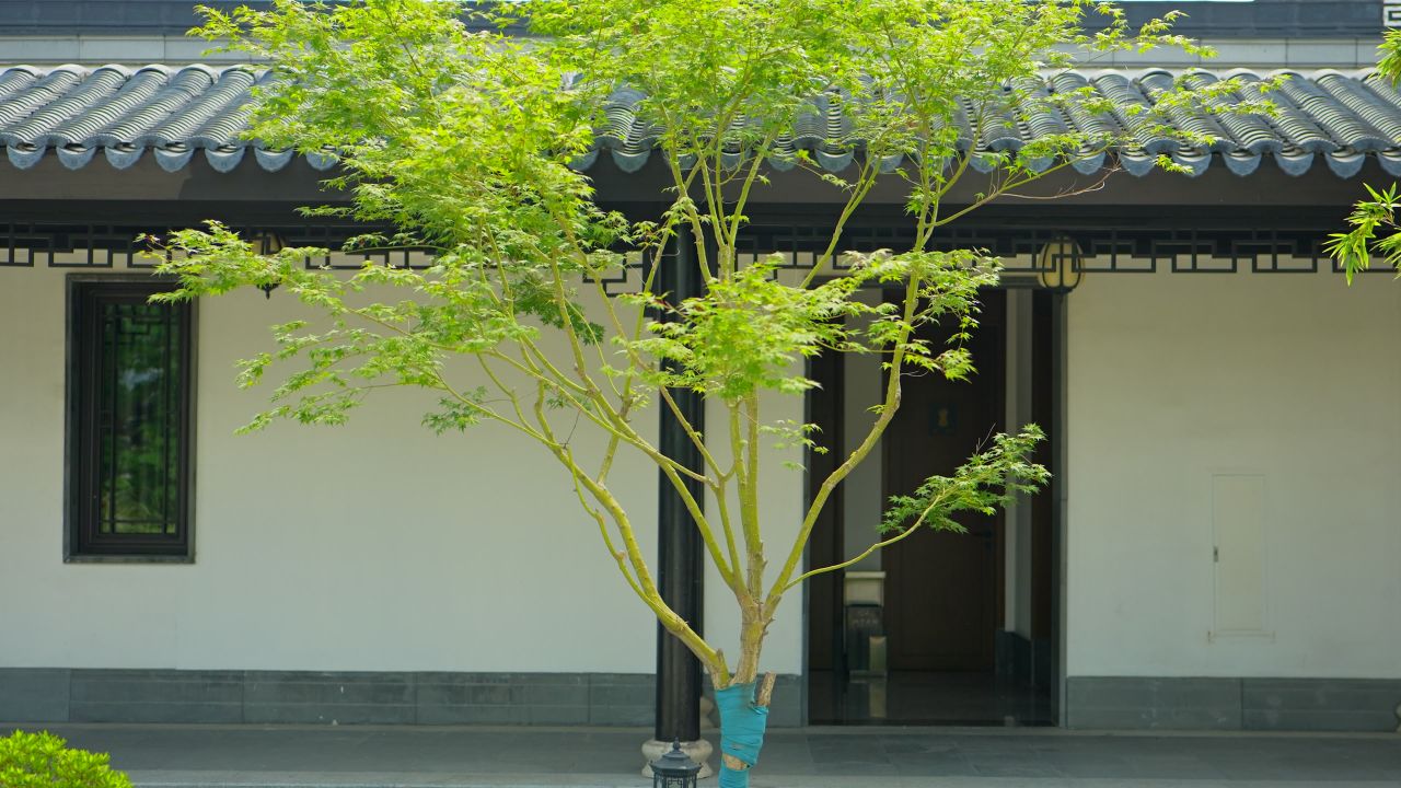 枫，中式庭院