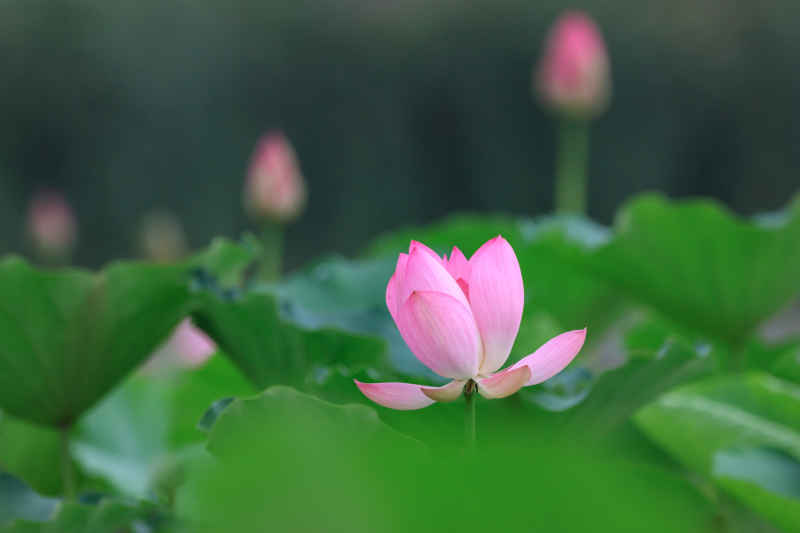 荷花 47