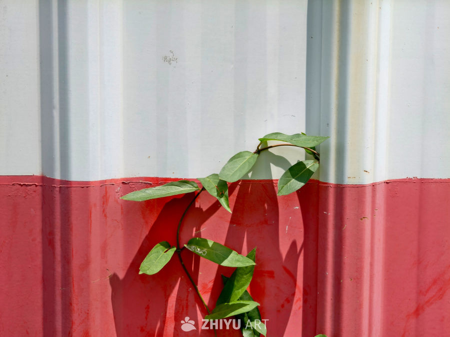 红白墙上的绿意生机