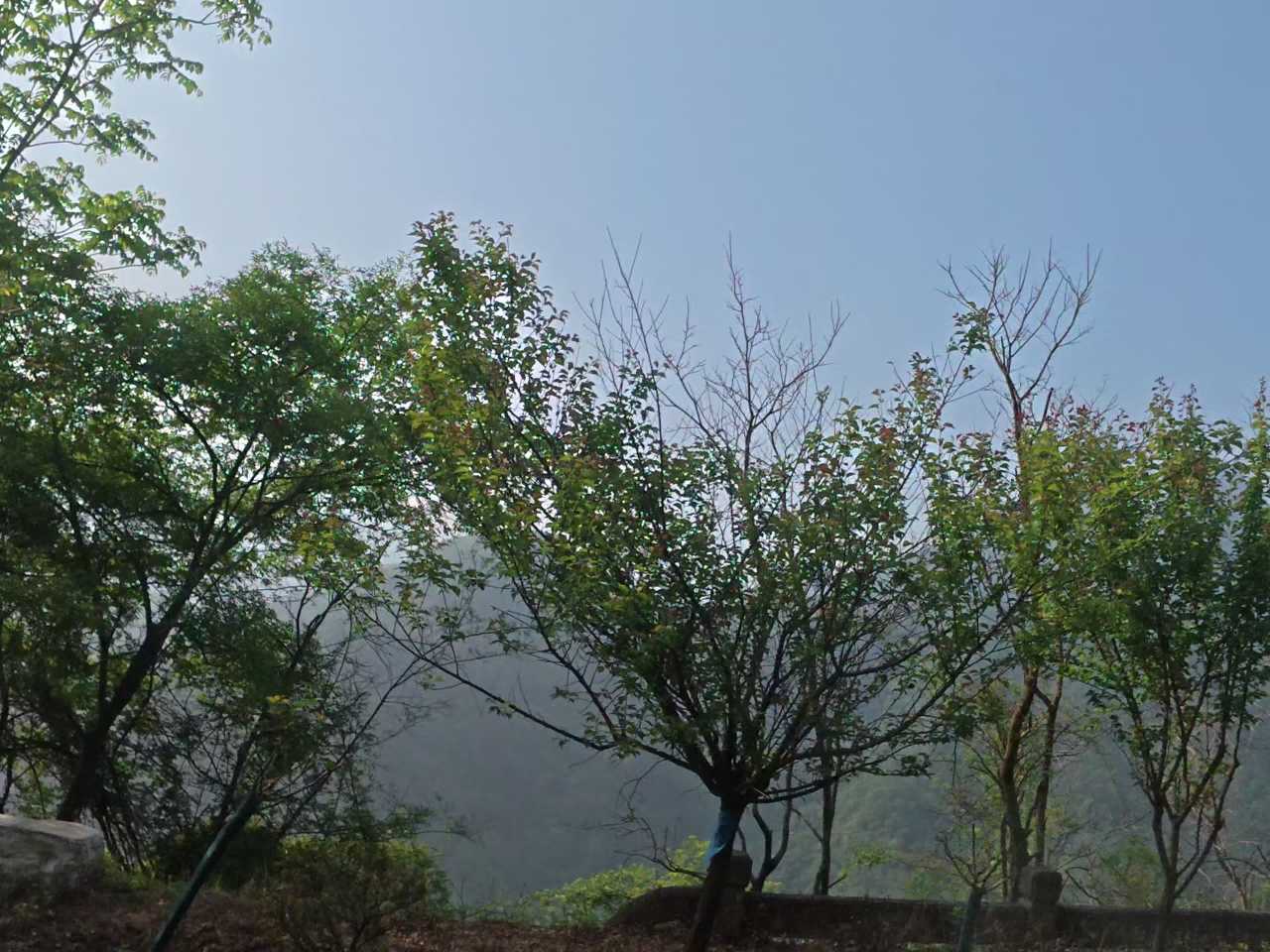 山间绿意盎然
