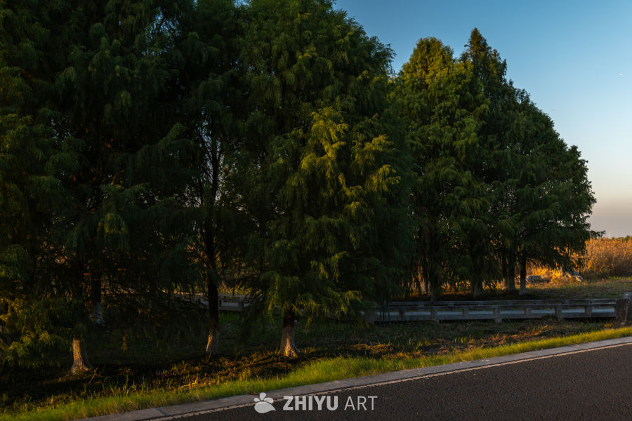 黄昏树影下的宁静道路