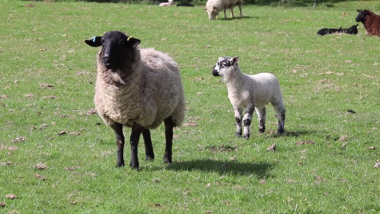 羊肉牲畜农村羊