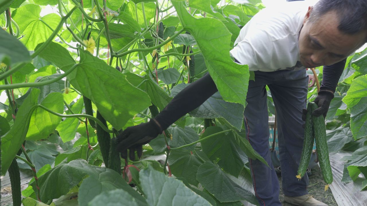 黄瓜种植 8