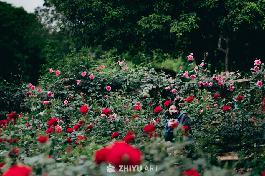 玫瑰花丛中的静谧时光