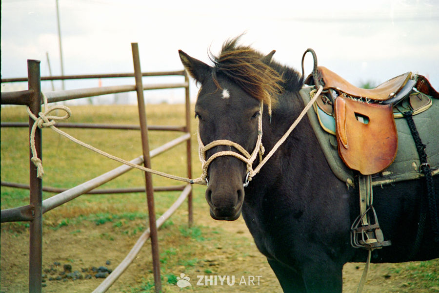 牧场黑马静立图